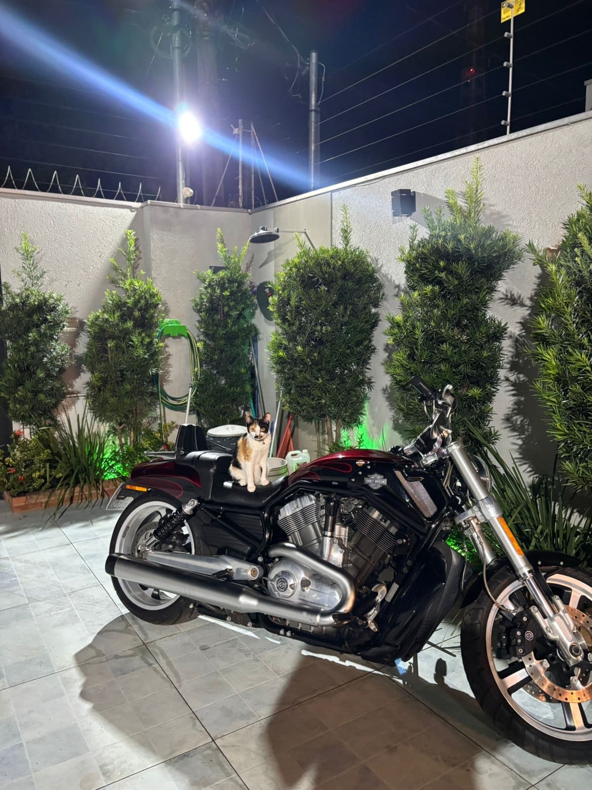 V-Rod Muscle